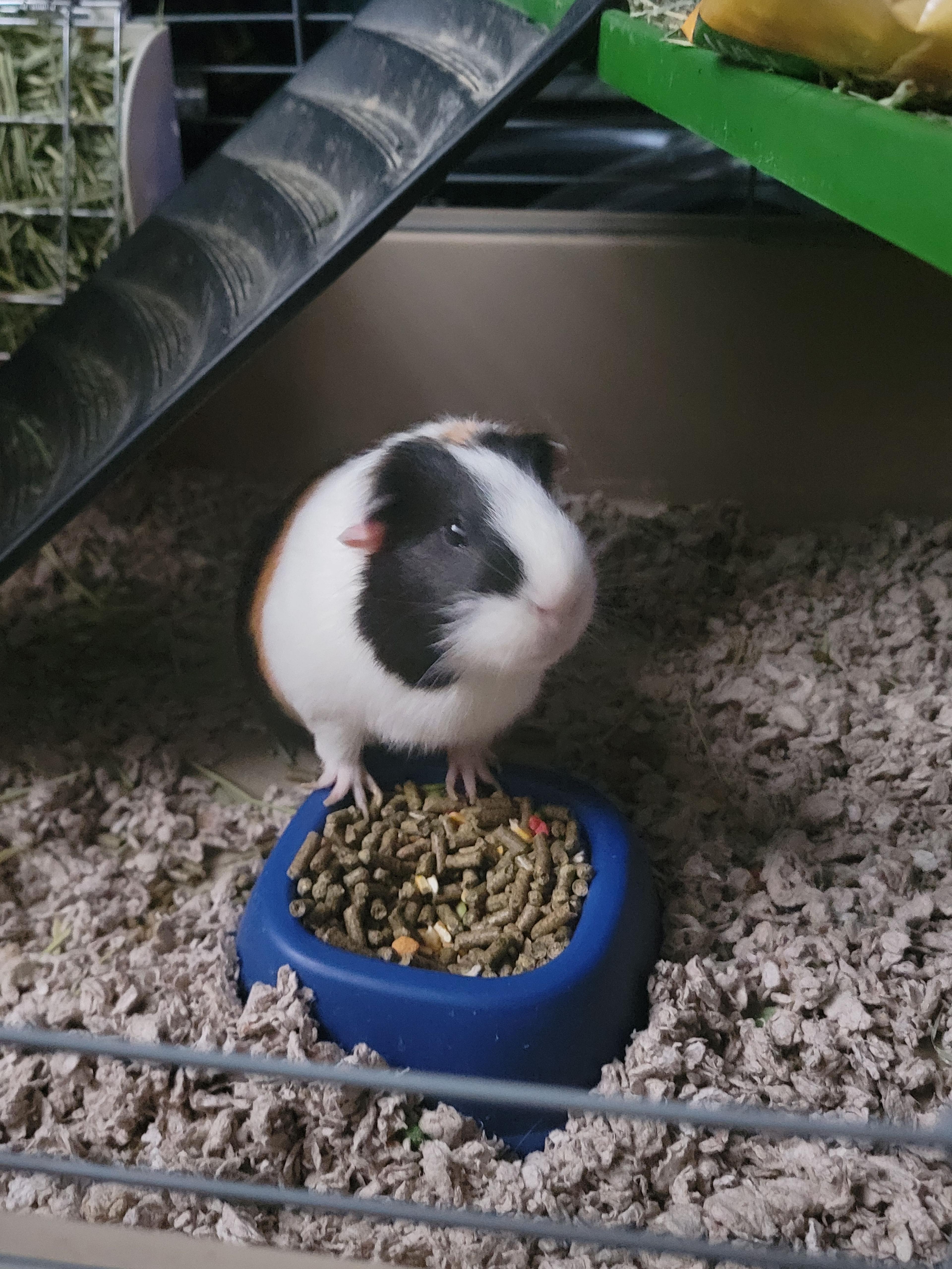 Picture of Mochi at his food bowl
